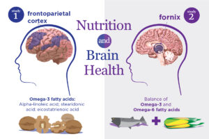 omega-3 fatty acids on brain